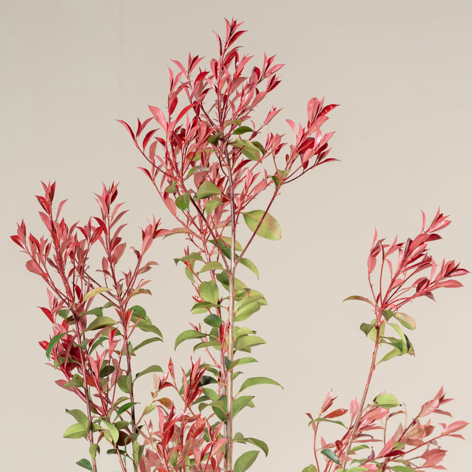 Photinia X Fraseri ‘Robusta Compacta’ - Image 4