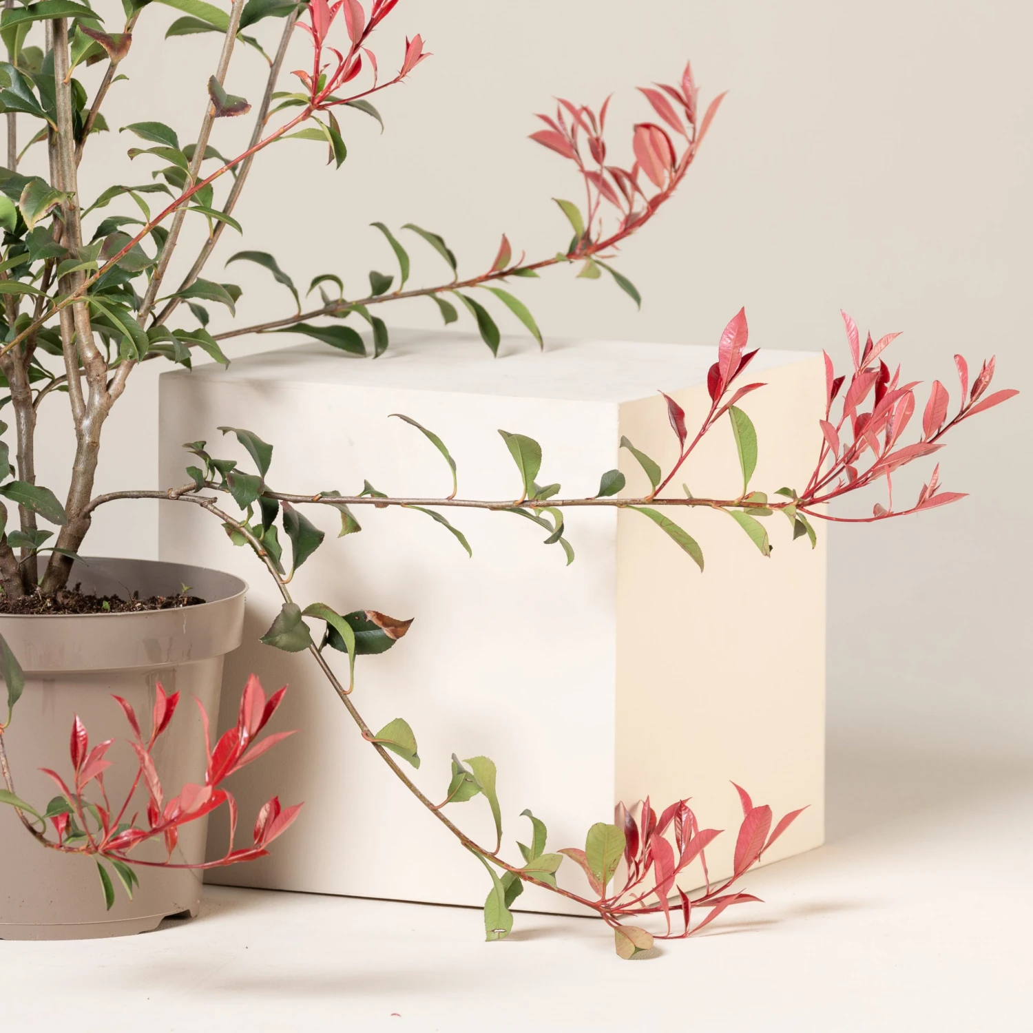 Photinia X Fraseri ‘Robusta Compacta’ - Image 5