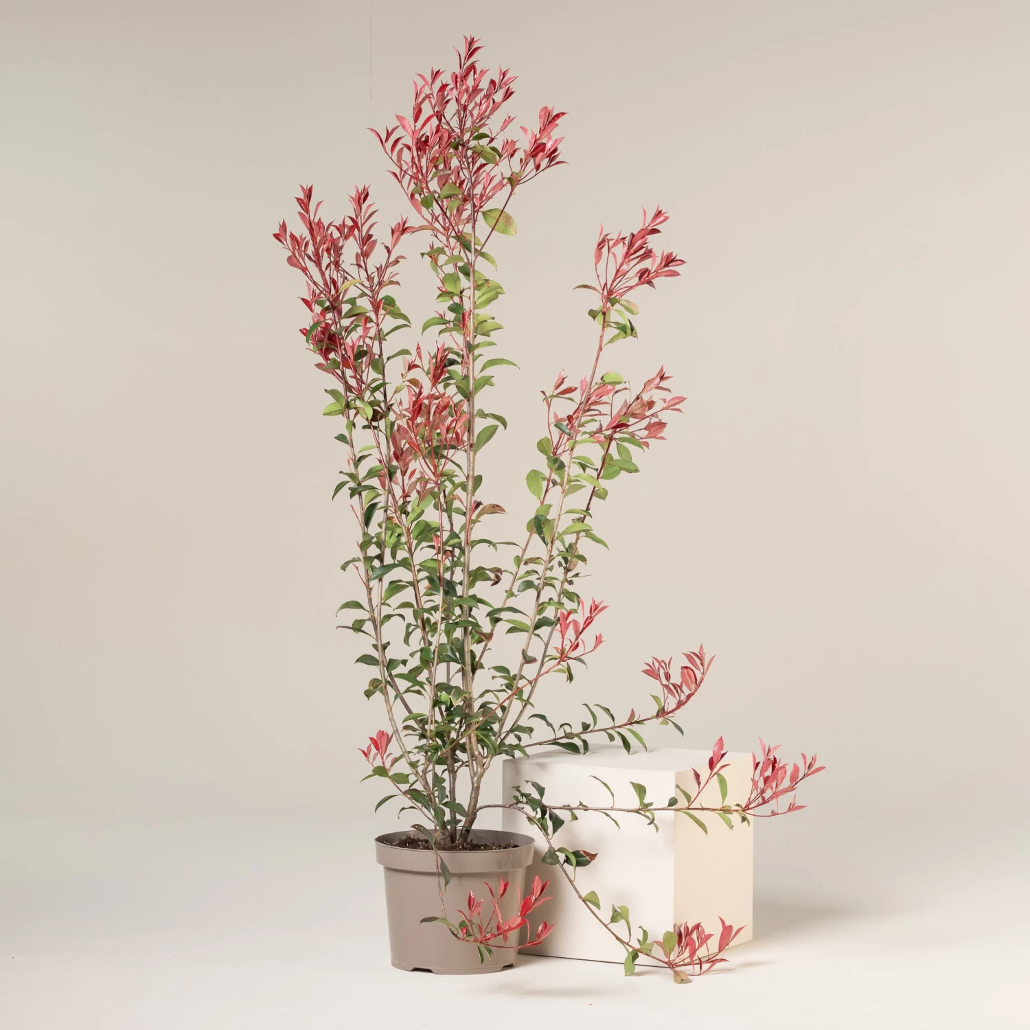 Photinia X Fraseri ‘Robusta Compacta’