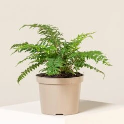 Polystichum Setiferum