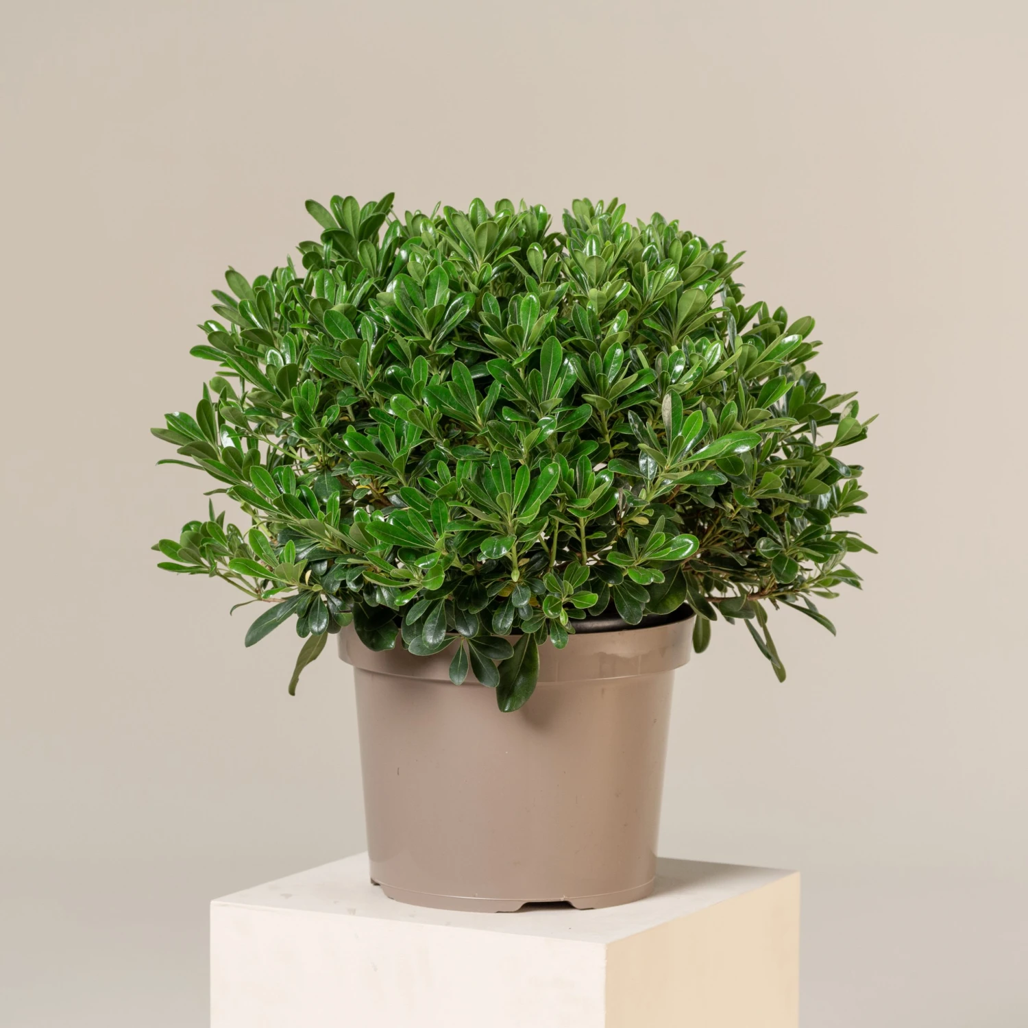 Pittosporum Tobira ‘Nanum’