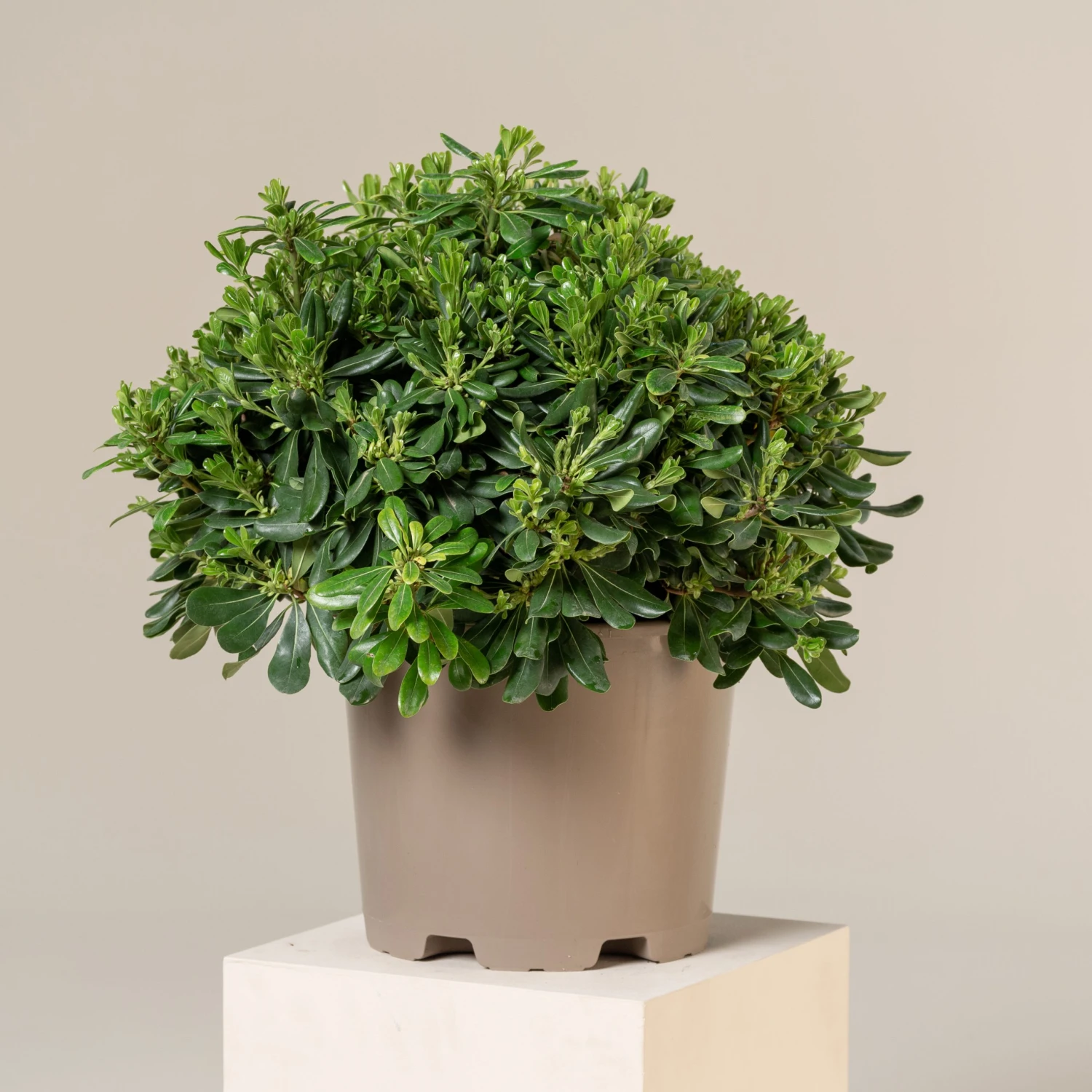 Pittosporum Tobira ‘Nanum’ - Image 3