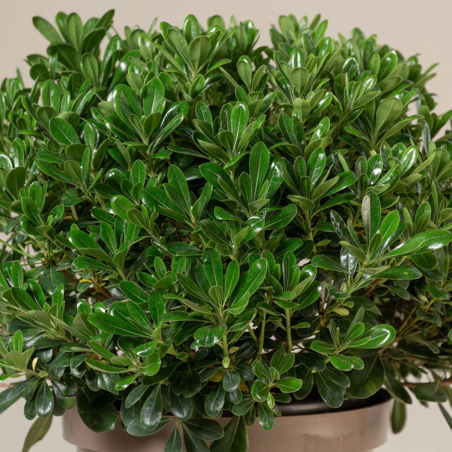 Pittosporum Tobira ‘Nanum’ - Image 2