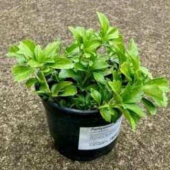 Pachysandra Axillaris