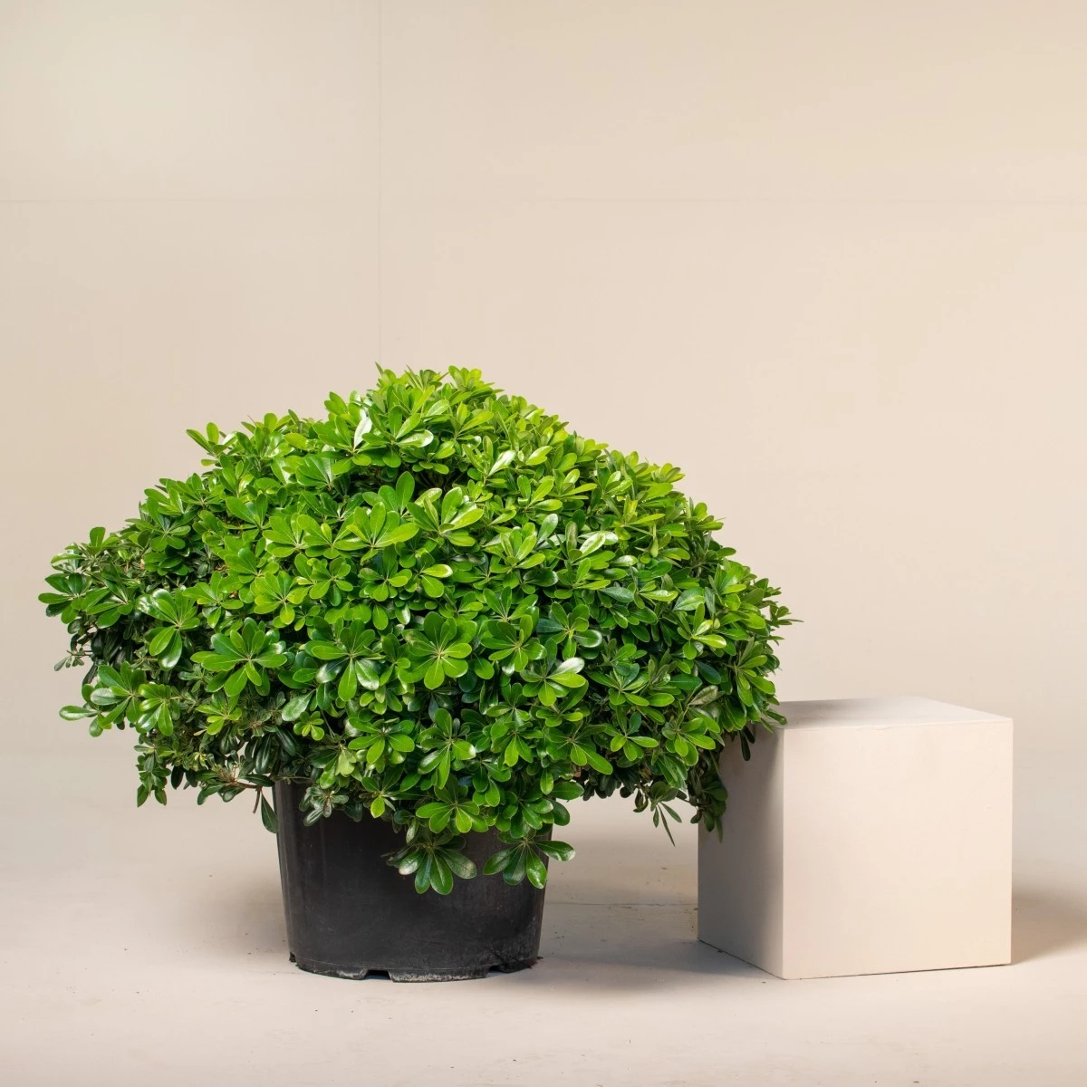 Pittosporum Tobira ‘Nanum’ - Image 4