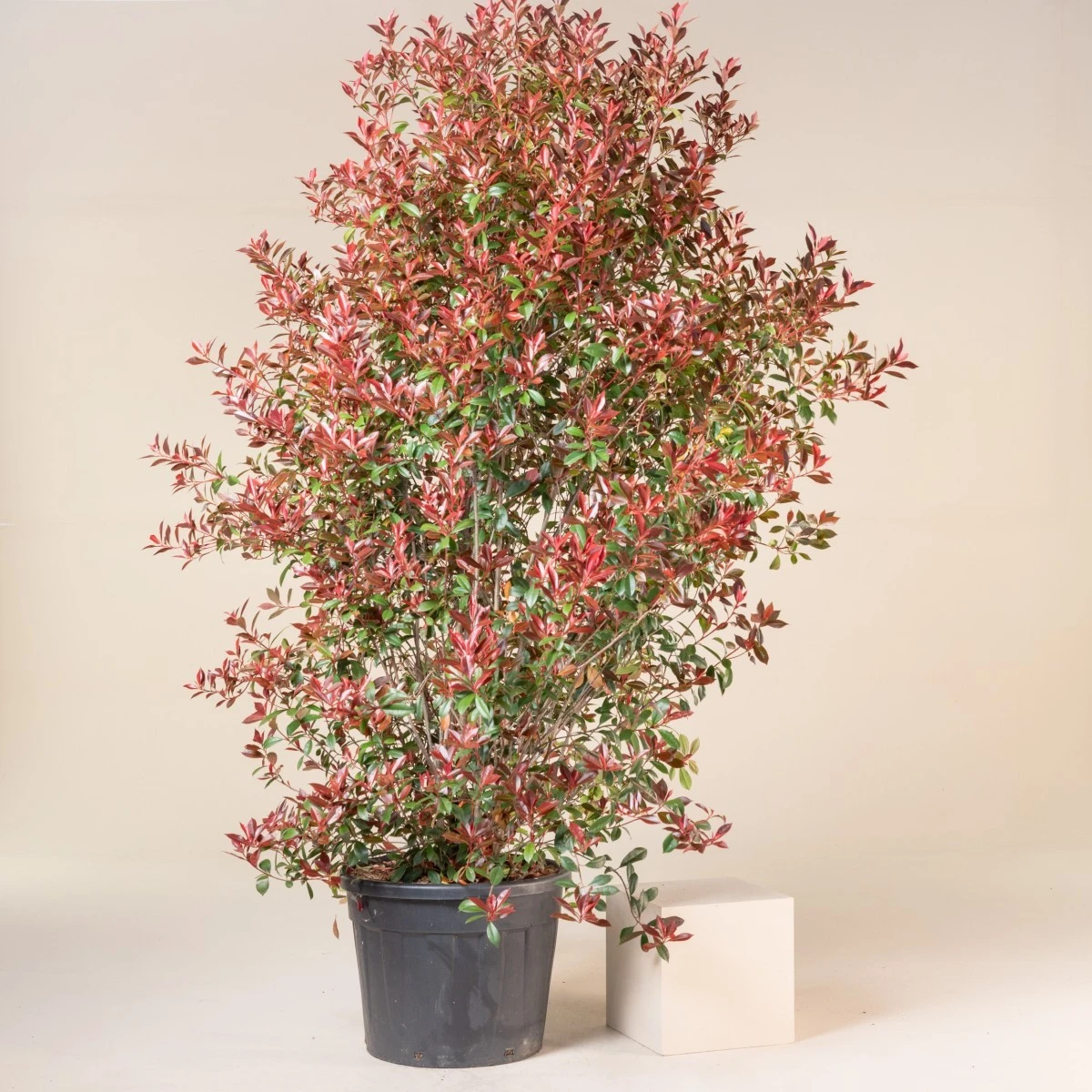 Photinia X Fraseri ‘Robusta Compacta’ - Image 6