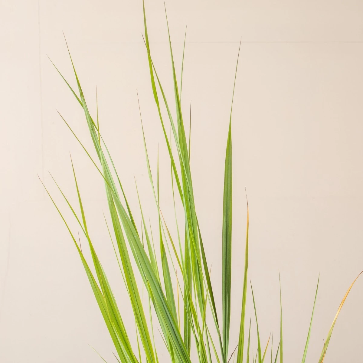 Panicum Virgatum ‘North Wind’ - Image 5