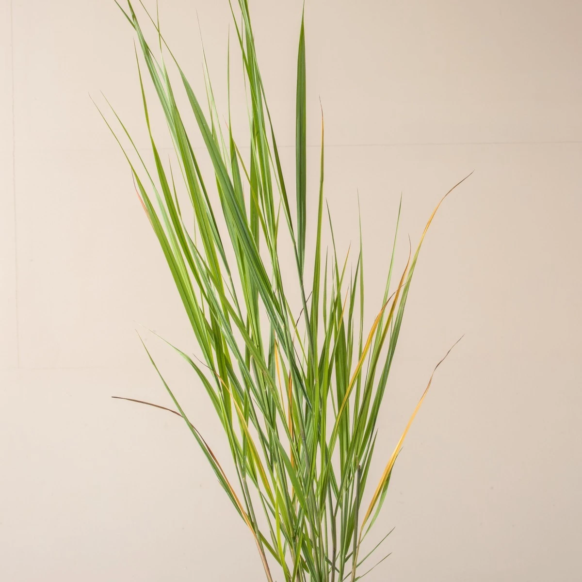 Panicum Virgatum ‘North Wind’ - Image 6