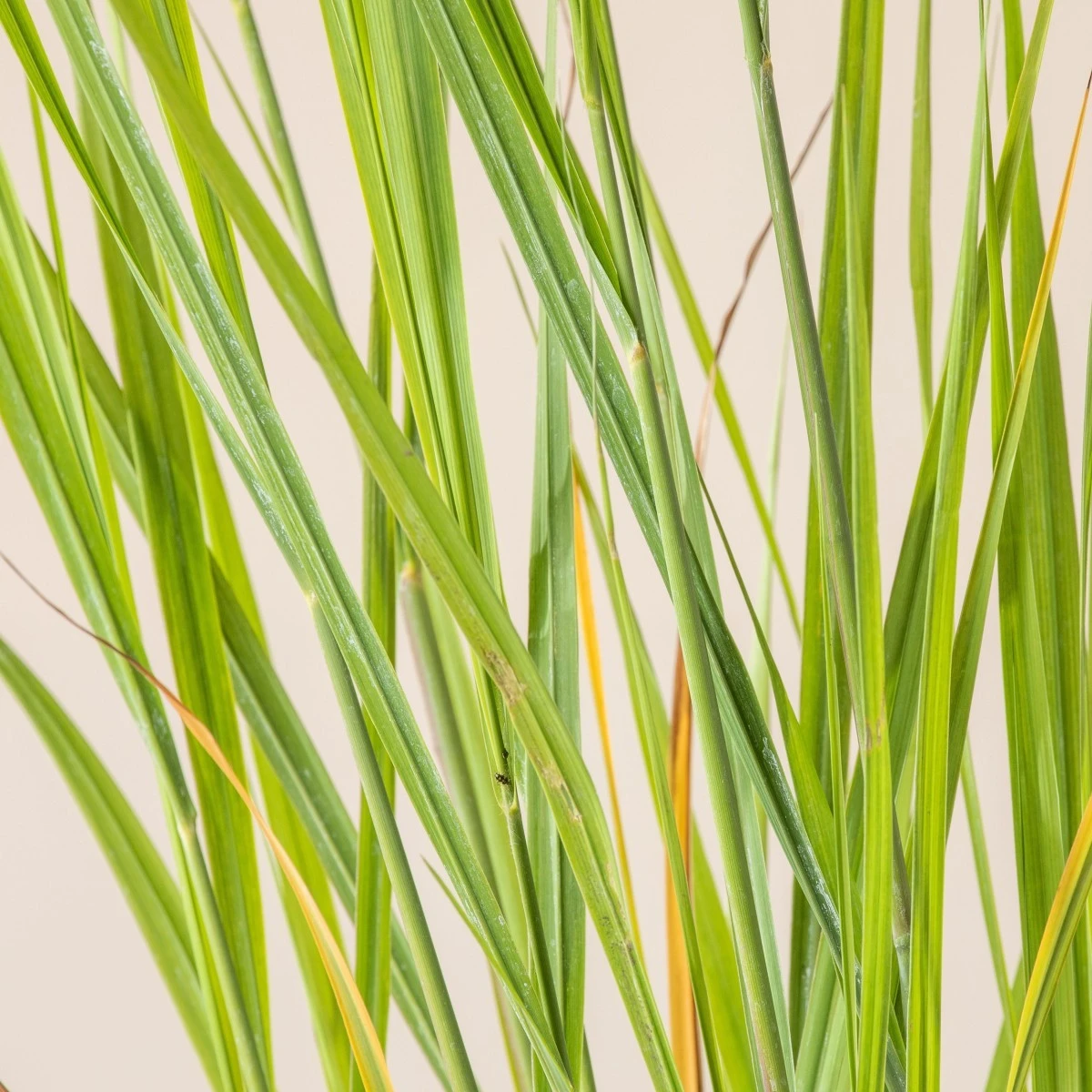 Panicum Virgatum ‘North Wind’ - Image 7