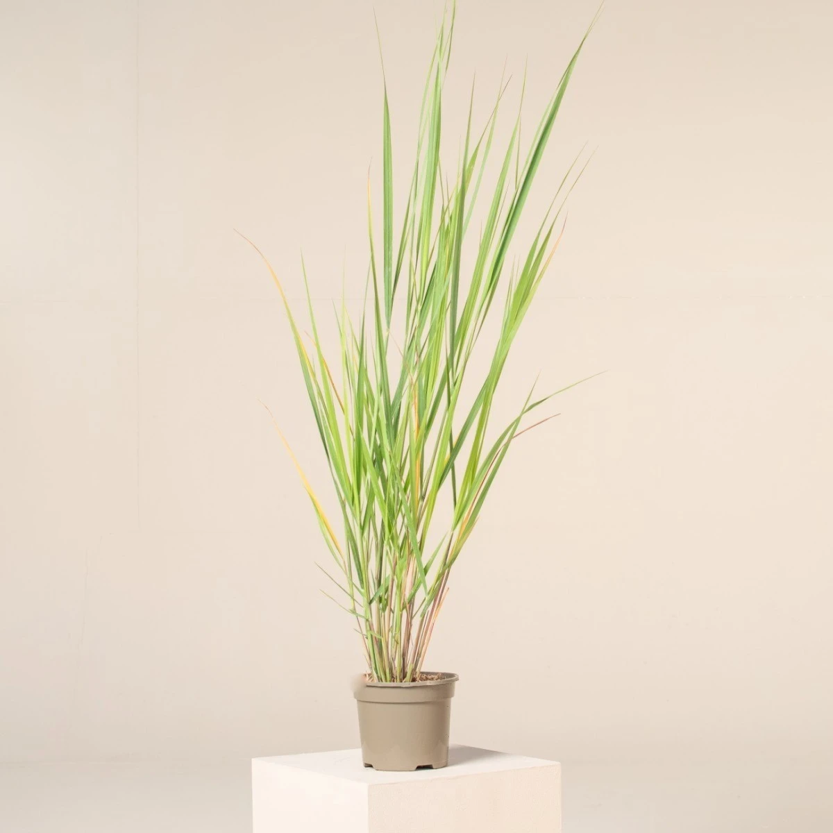 Panicum Virgatum ‘North Wind’