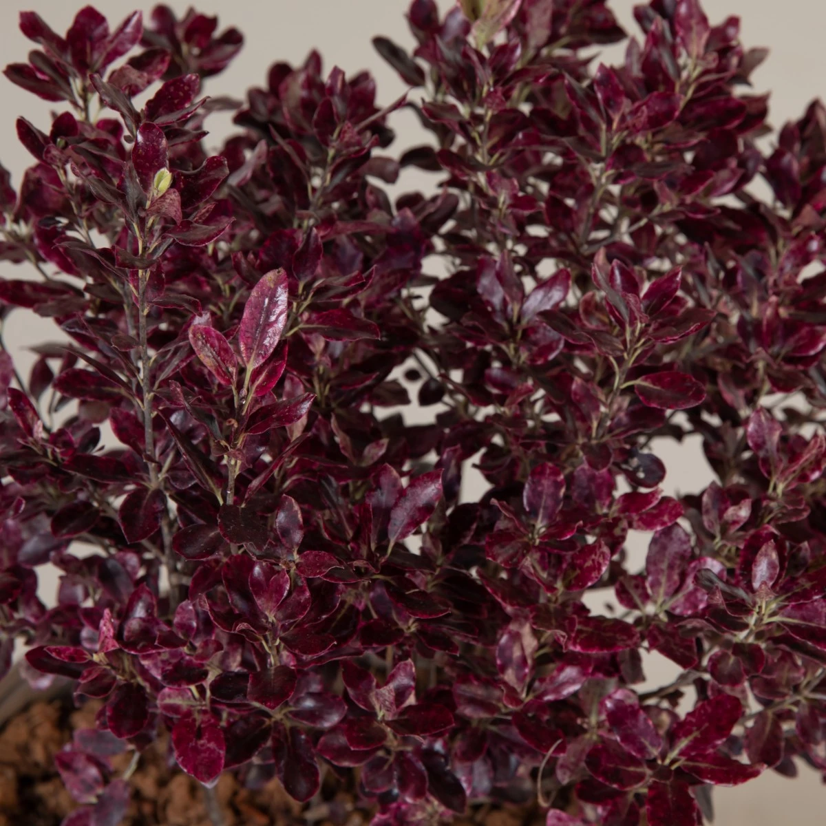 Pittosporum Tenuifolium ‘Bannow Bay’ - Image 3