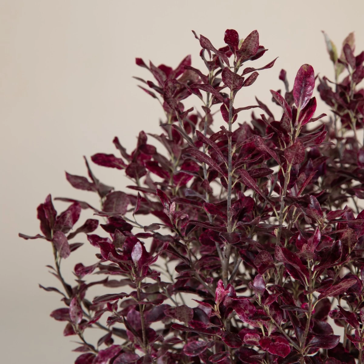 Pittosporum Tenuifolium ‘Bannow Bay’ - Image 2