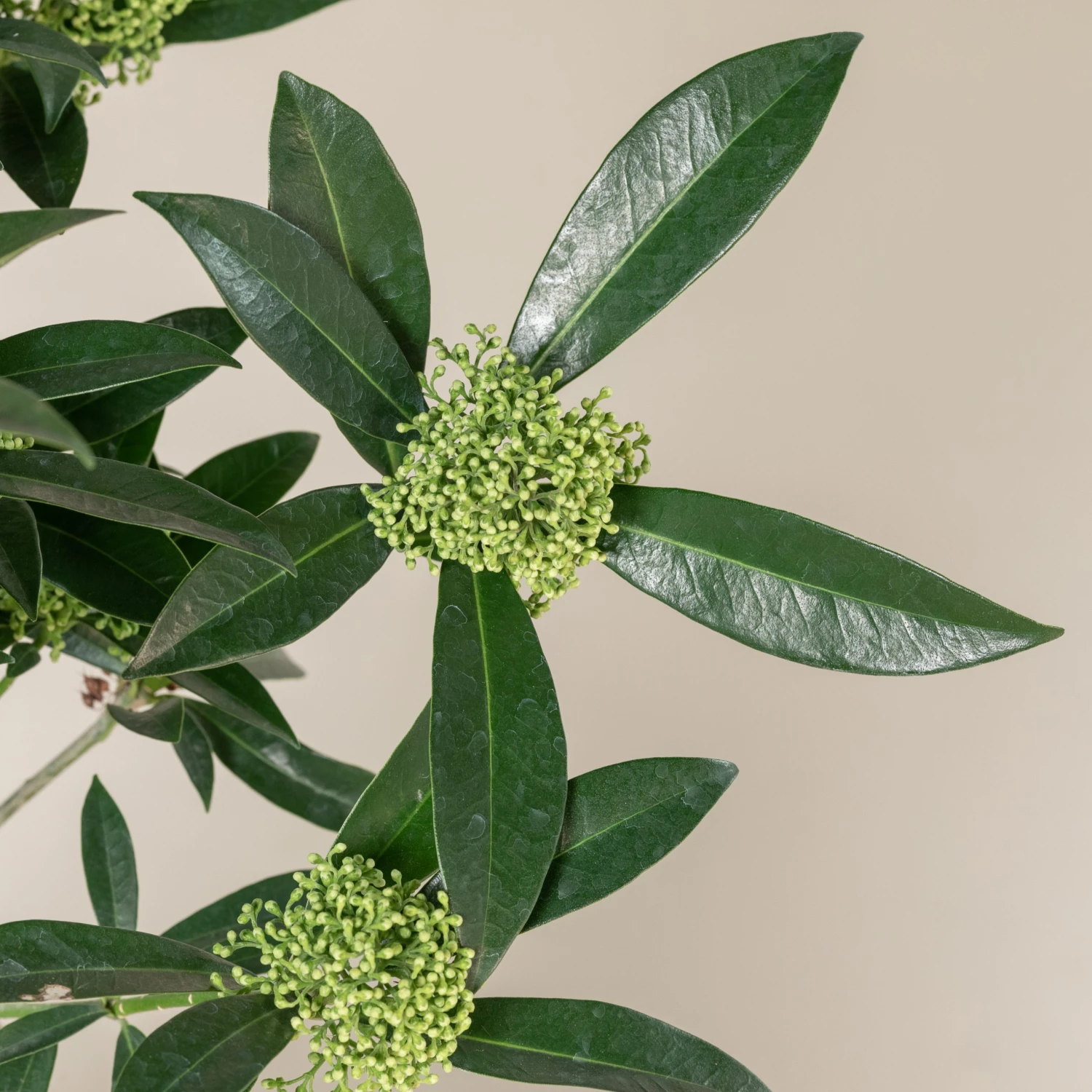 Skimmia X Confusa ‘Kew Green’ - Image 7