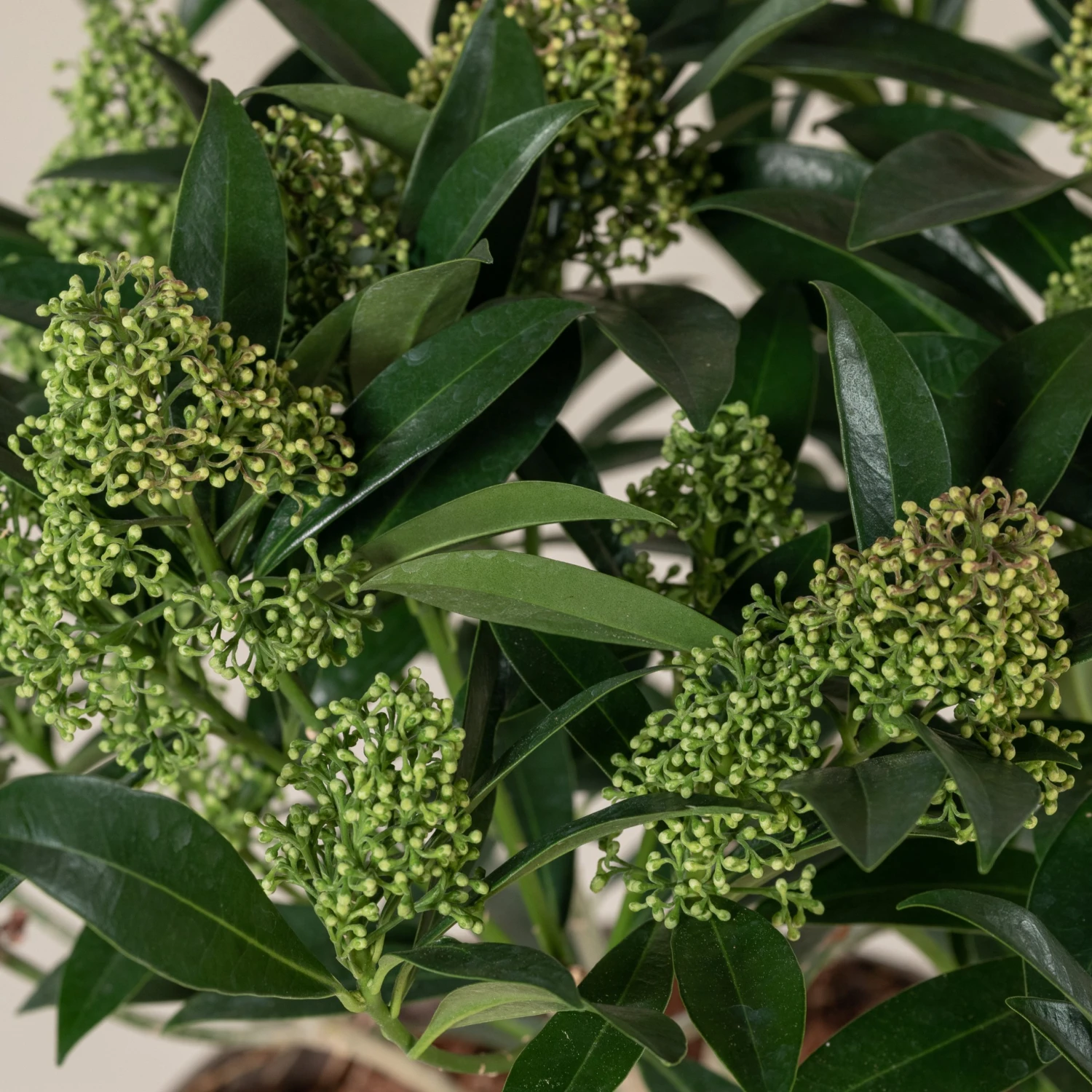Skimmia X Confusa ‘Kew Green’ - Image 2