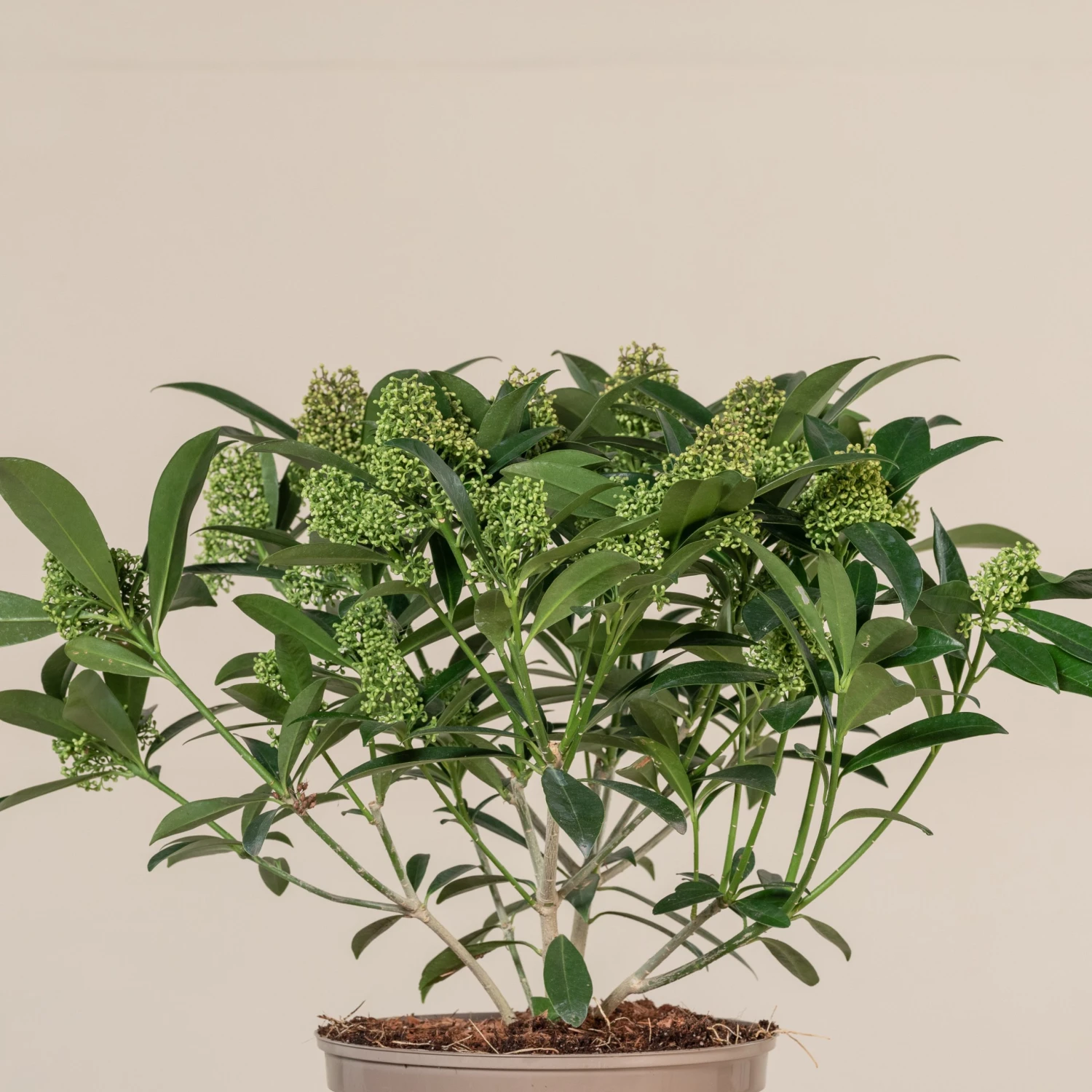 Skimmia X Confusa ‘Kew Green’ - Image 5