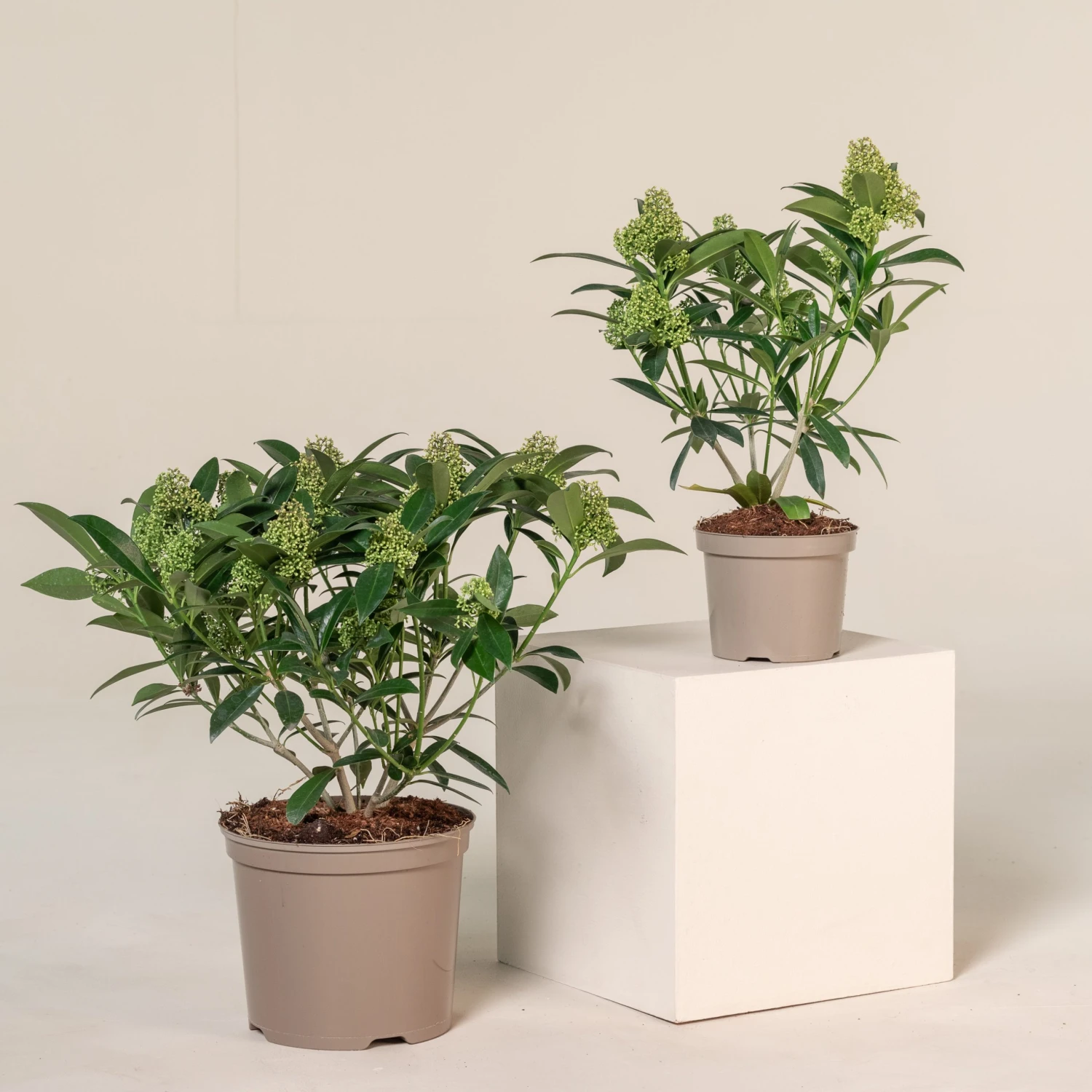 Skimmia X Confusa ‘Kew Green’