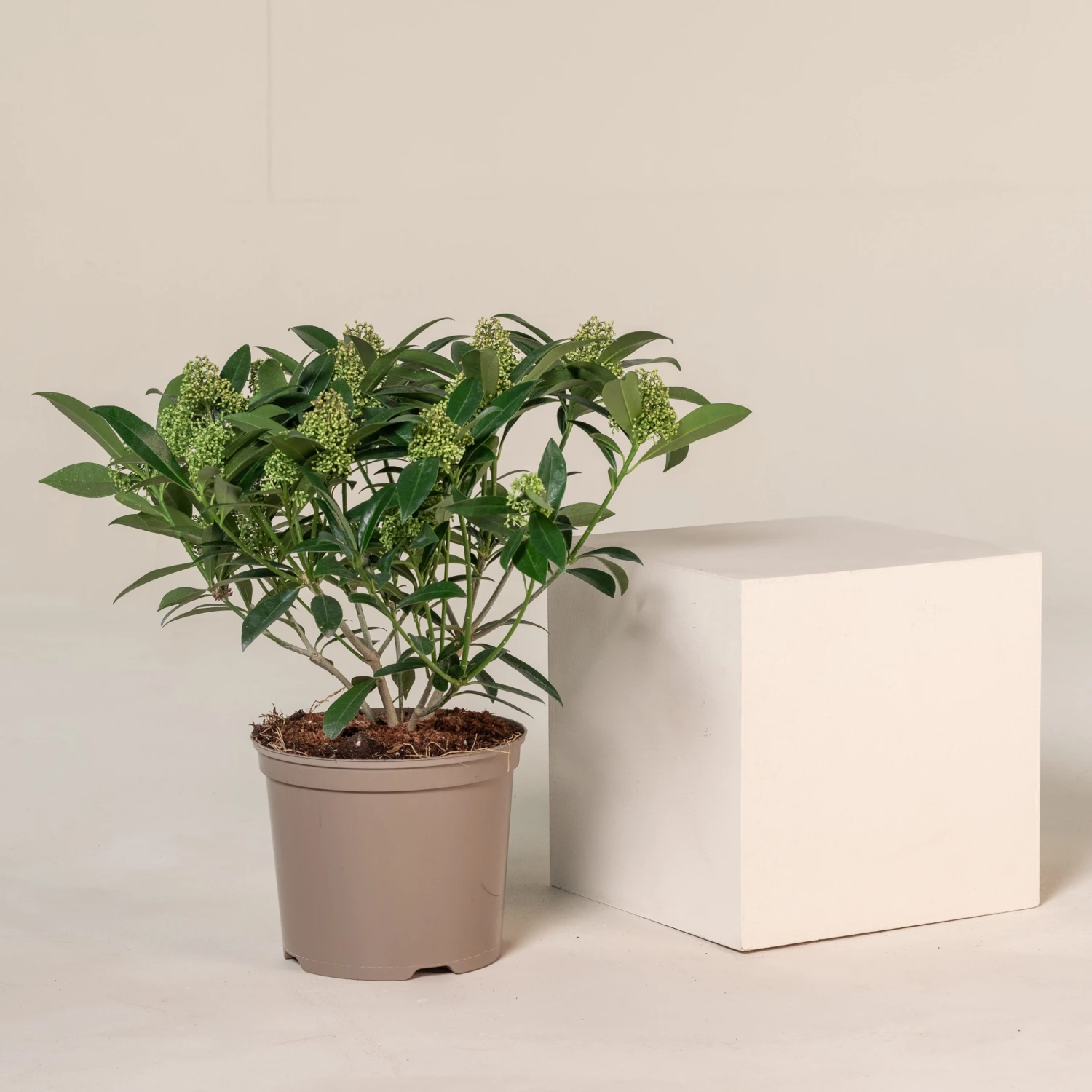 Skimmia X Confusa ‘Kew Green’ - Image 3