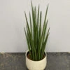 Sansevieria Bacularis ‘Mikado’