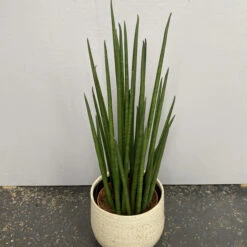 Sansevieria Bacularis ‘Mikado’