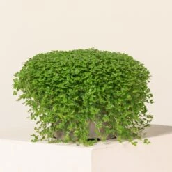 Soleirolia Soleirolii