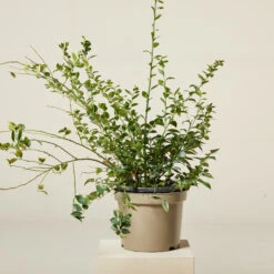 Sarcococca Ruscifolia