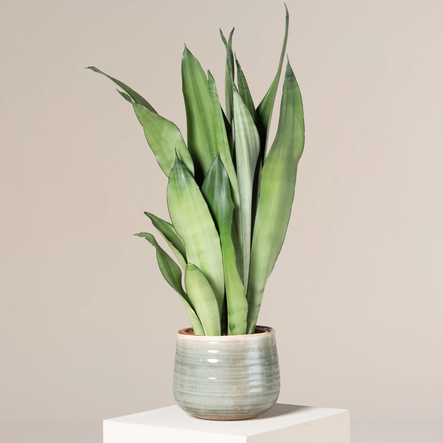 Sansevieria Trifasciata ‘Moonshine’ - Image 3