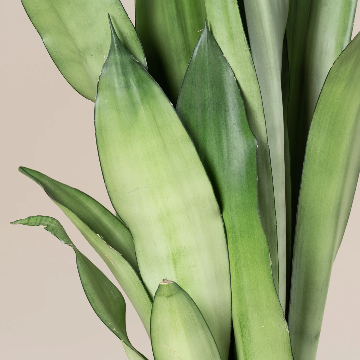 Sansevieria Trifasciata ‘Moonshine’ - Image 2