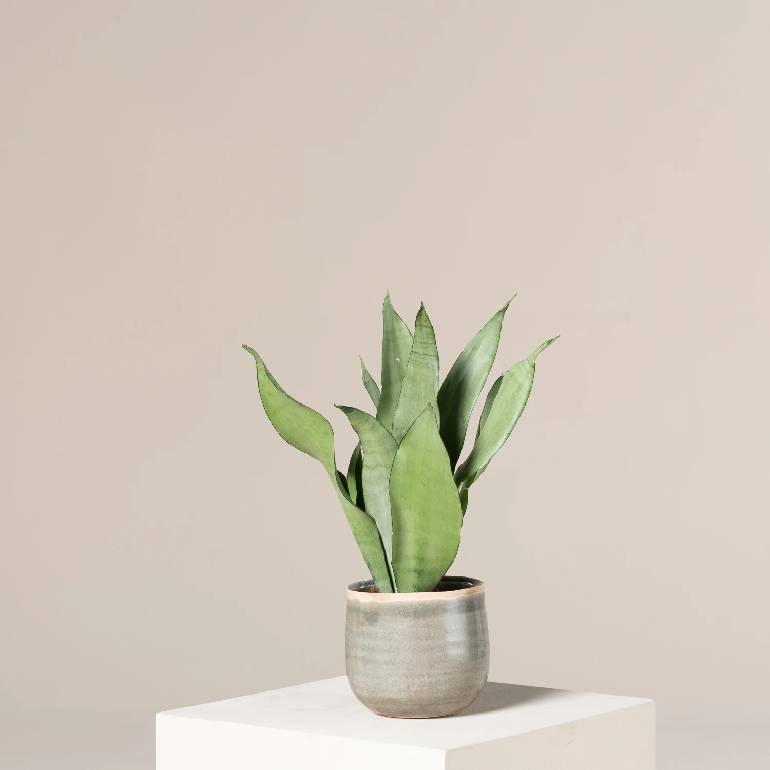 Sansevieria Trifasciata ‘Moonshine’ - Image 5