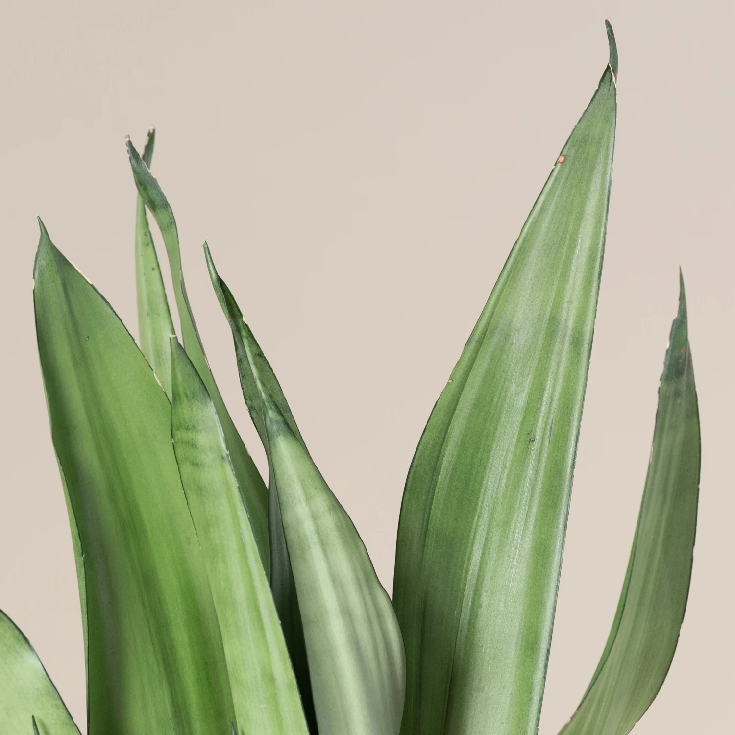 Sansevieria Trifasciata ‘Moonshine’ - Image 4