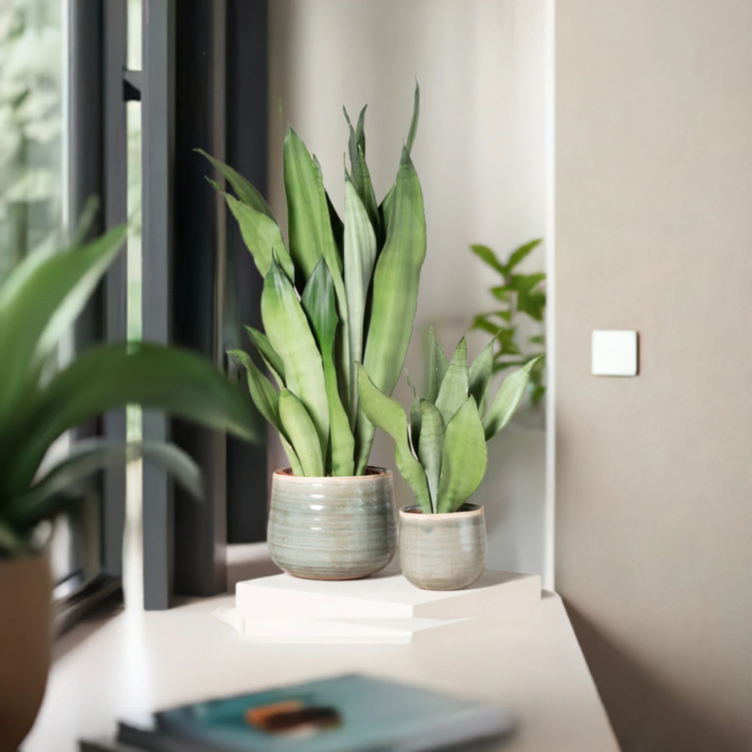 Sansevieria Trifasciata ‘Moonshine’ - Image 7