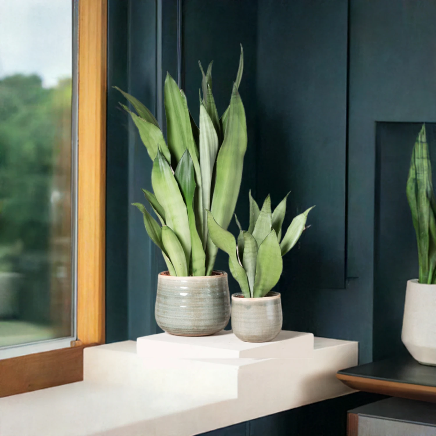 Sansevieria Trifasciata ‘Moonshine’ - Image 8