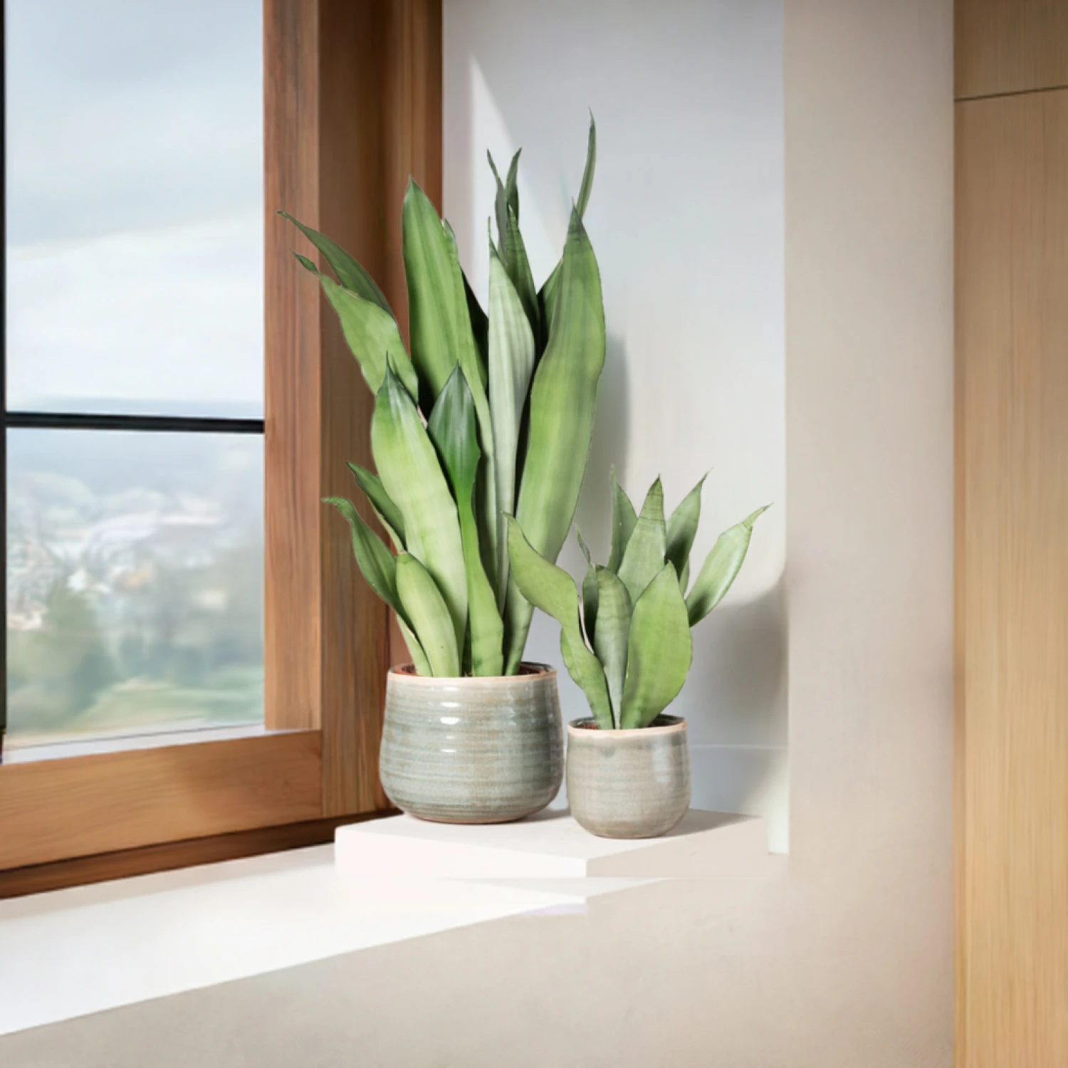 Sansevieria Trifasciata ‘Moonshine’ - Image 6