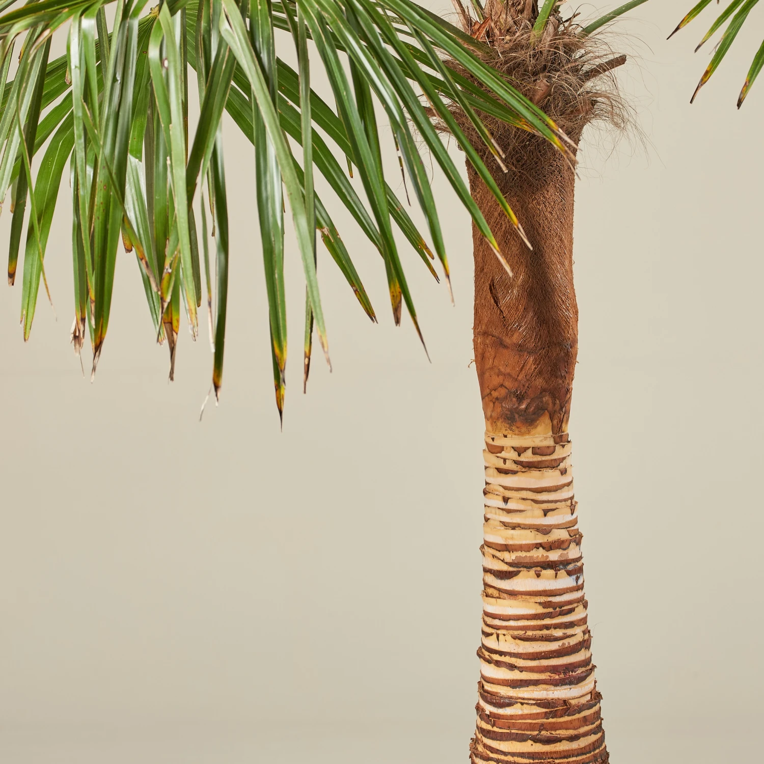 Trachycarpus Fortunei – Stripped Trunk - Image 2