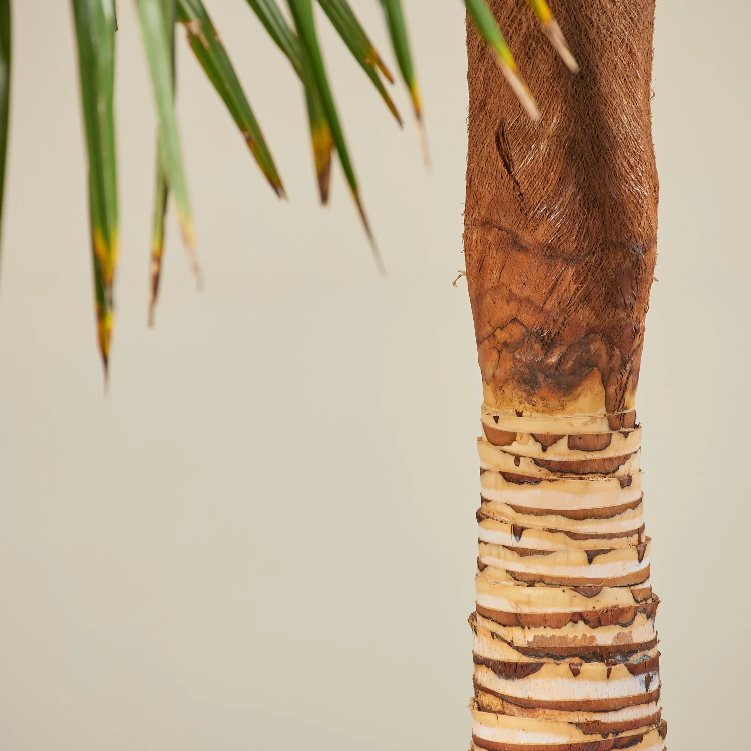 Trachycarpus Fortunei – Stripped Trunk - Image 3