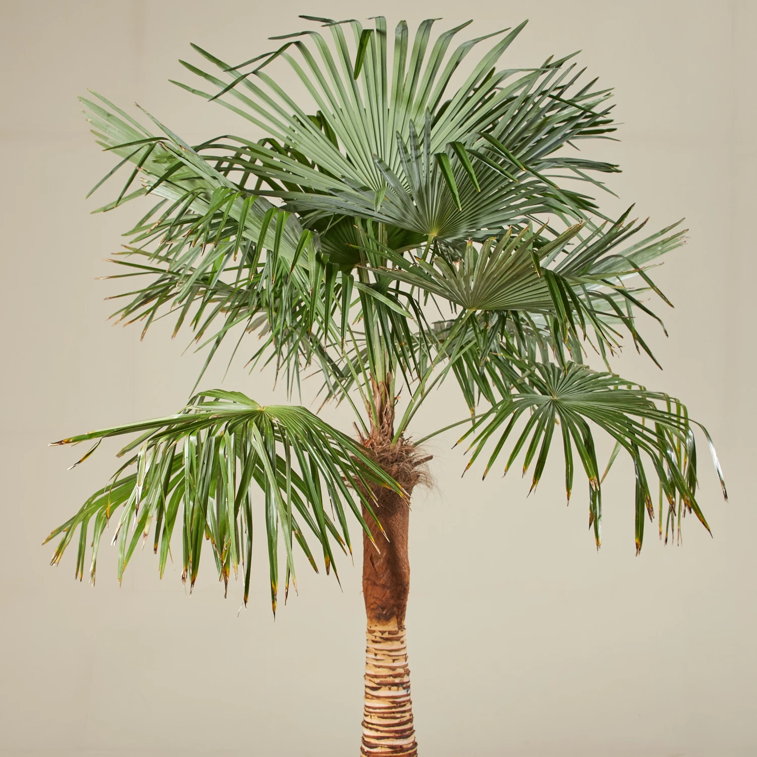 Trachycarpus Fortunei – Stripped Trunk - Image 4