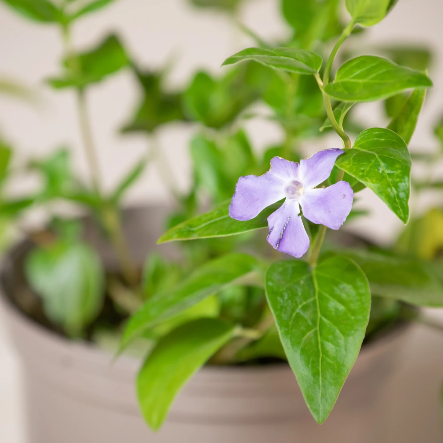 Vinca Major - Image 4