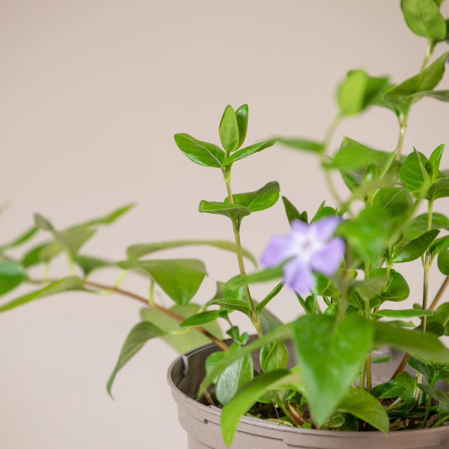 Vinca Major - Image 3