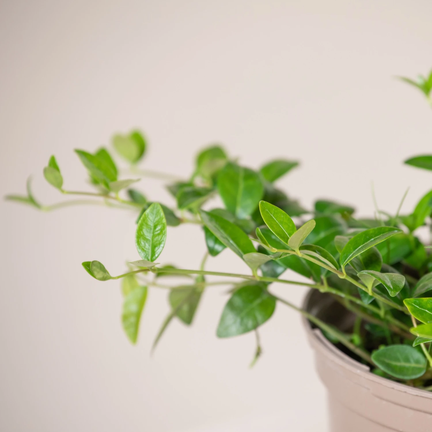 Vinca Minor - Image 2