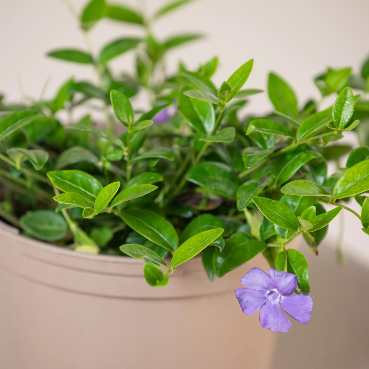 Vinca Minor - Image 3