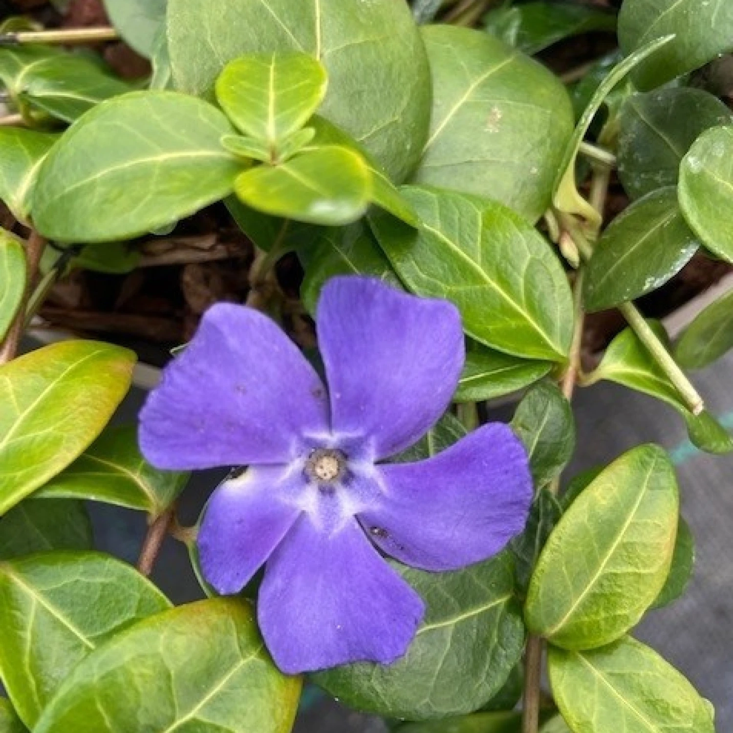 Vinca Minor - Image 4