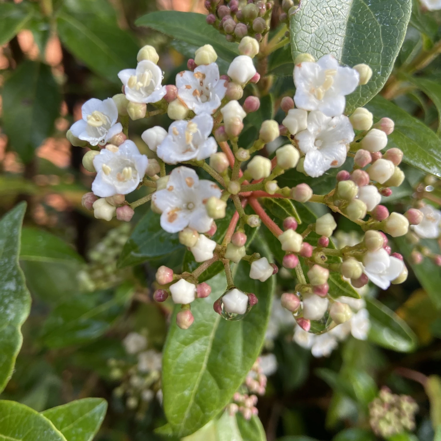 Viburnum Tinus ‘Eve Price’ - Image 7