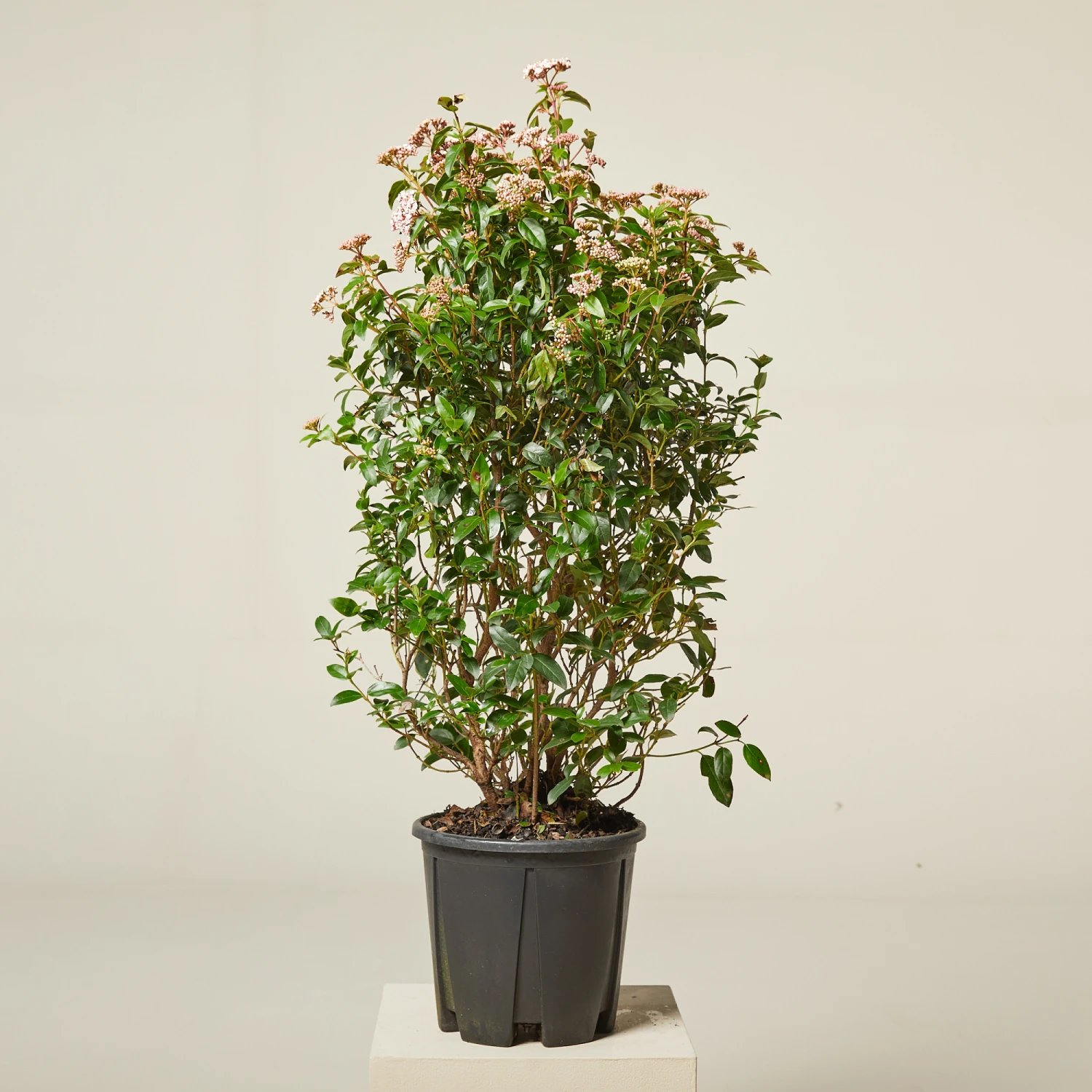 Viburnum Tinus ‘Eve Price’ - Image 8