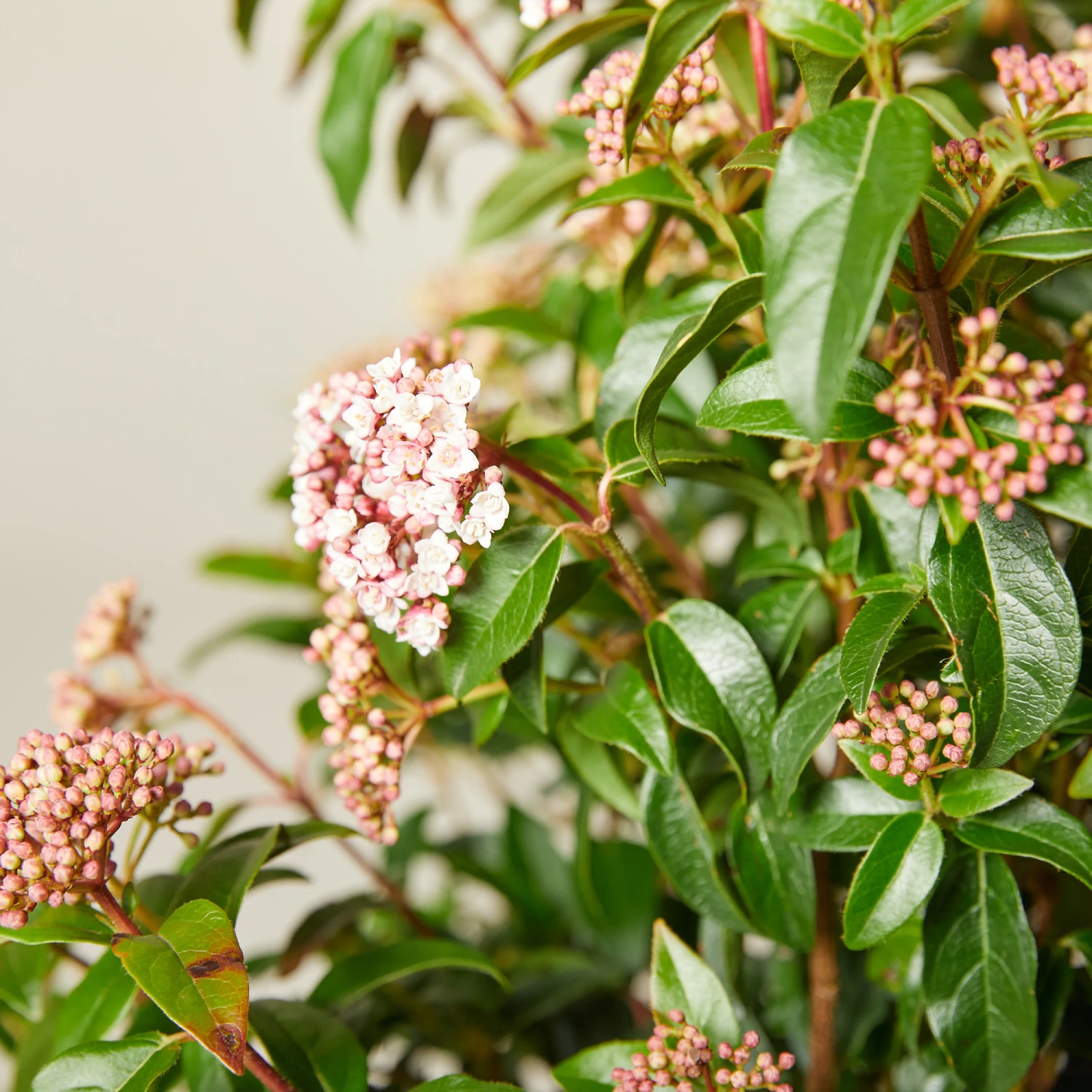 Viburnum Tinus ‘Eve Price’ - Image 9