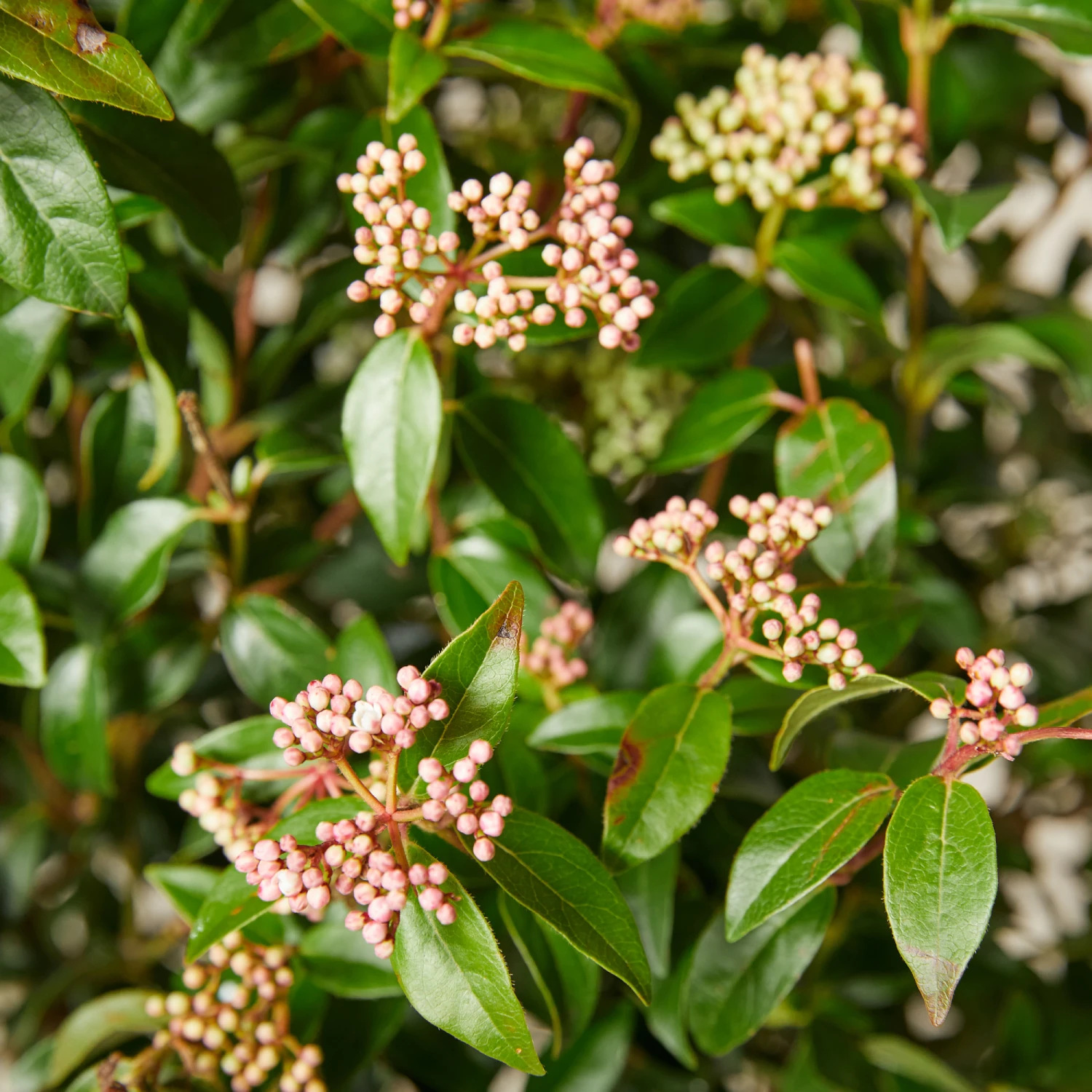 Viburnum Tinus ‘Eve Price’ - Image 3