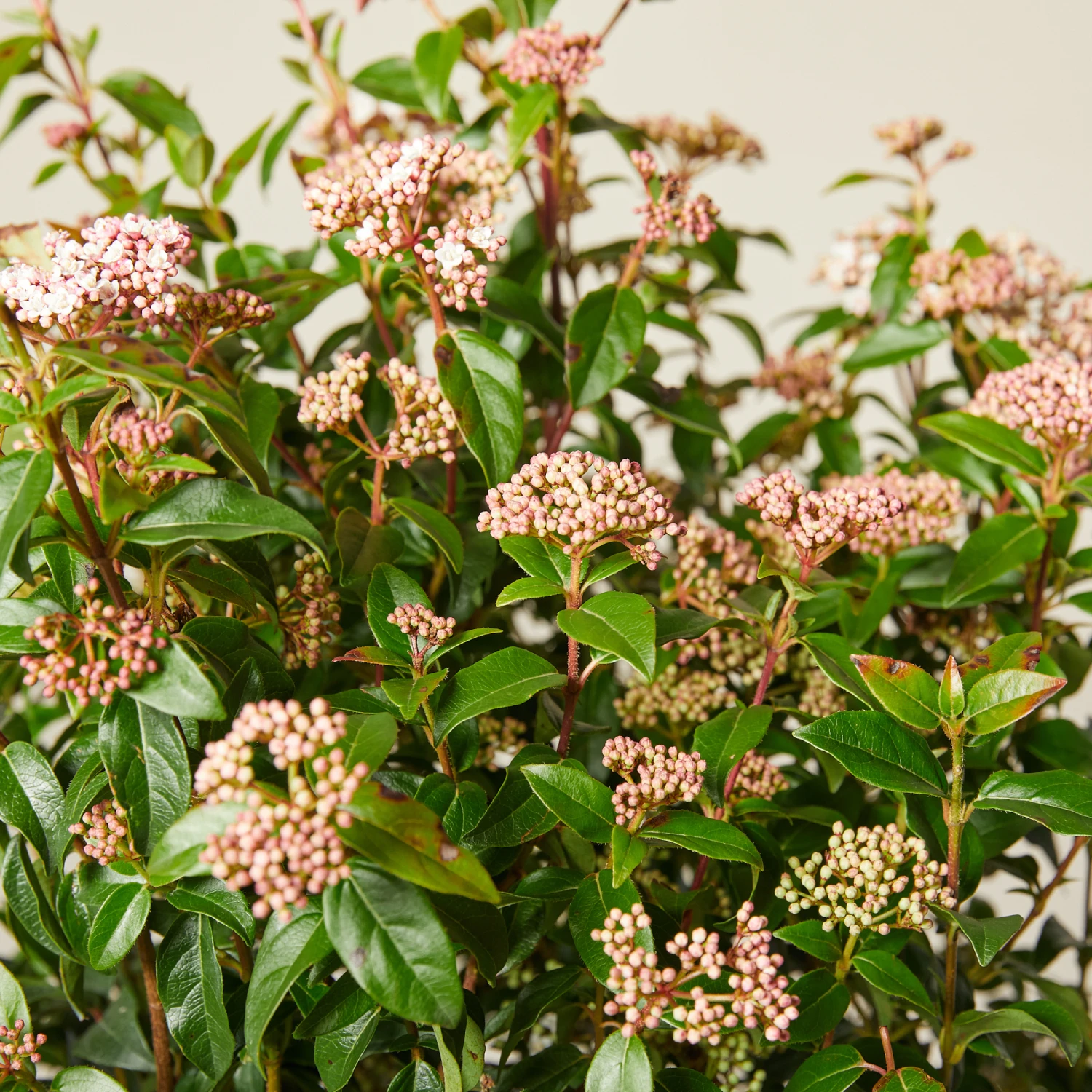 Viburnum Tinus ‘Eve Price’ - Image 4
