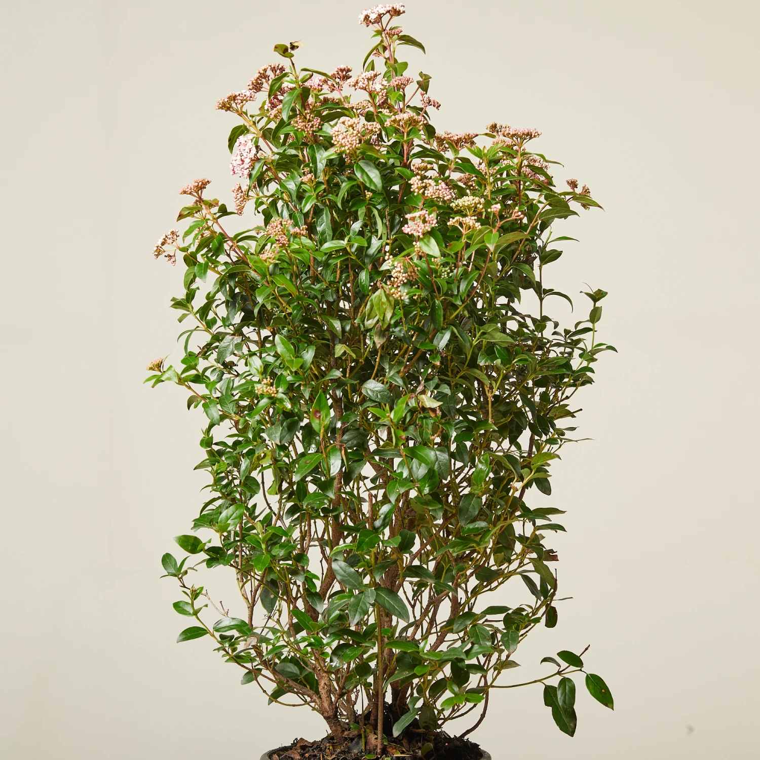 Viburnum Tinus ‘Eve Price’ - Image 13