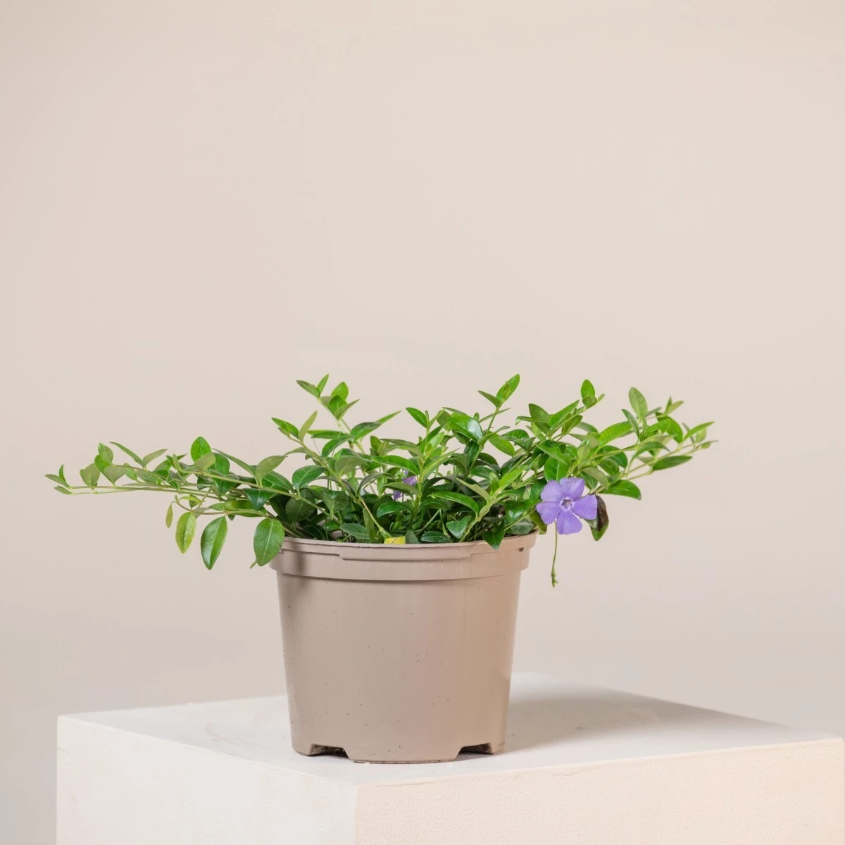 Vinca Minor - Image 5