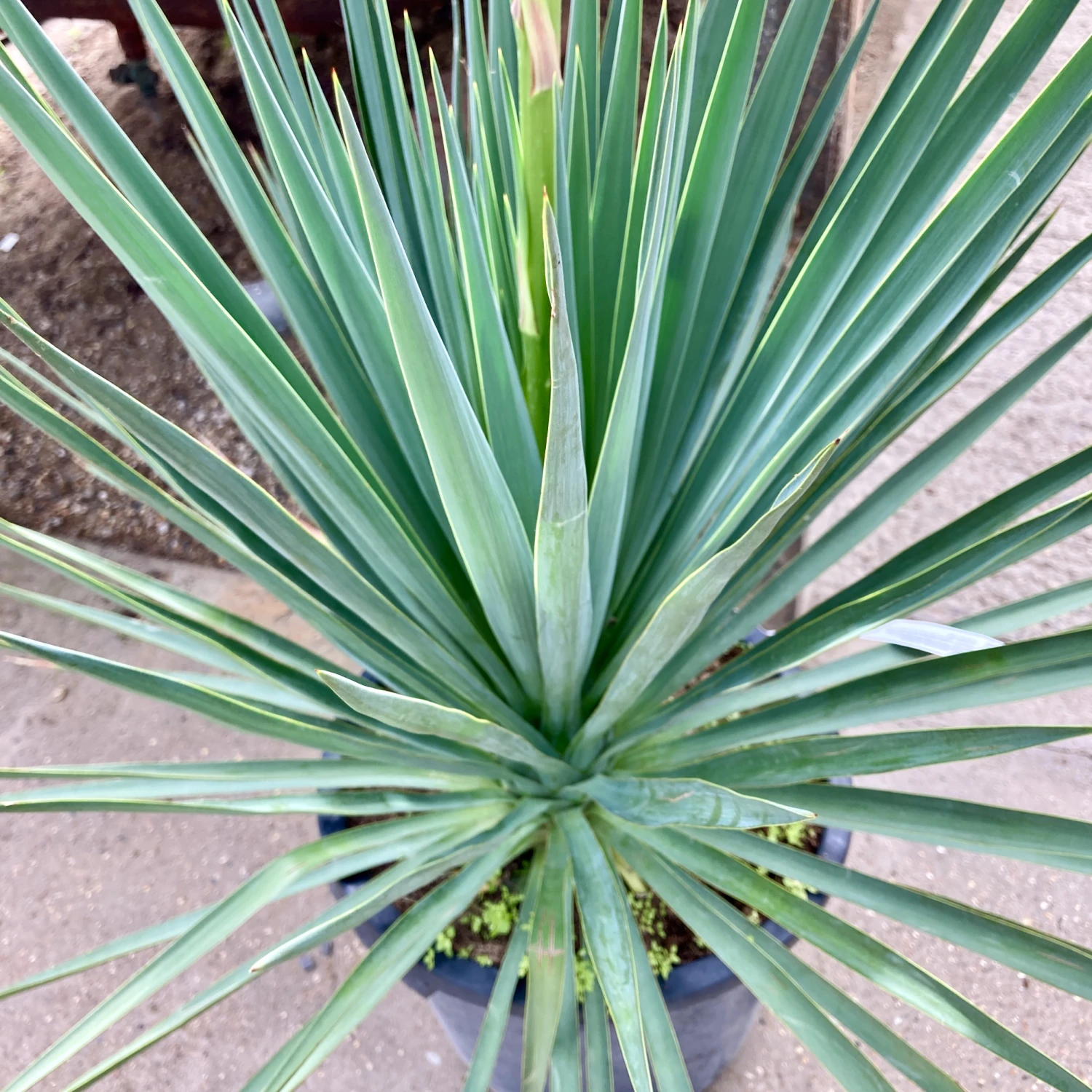 Yucca Gloriosa Hybrid