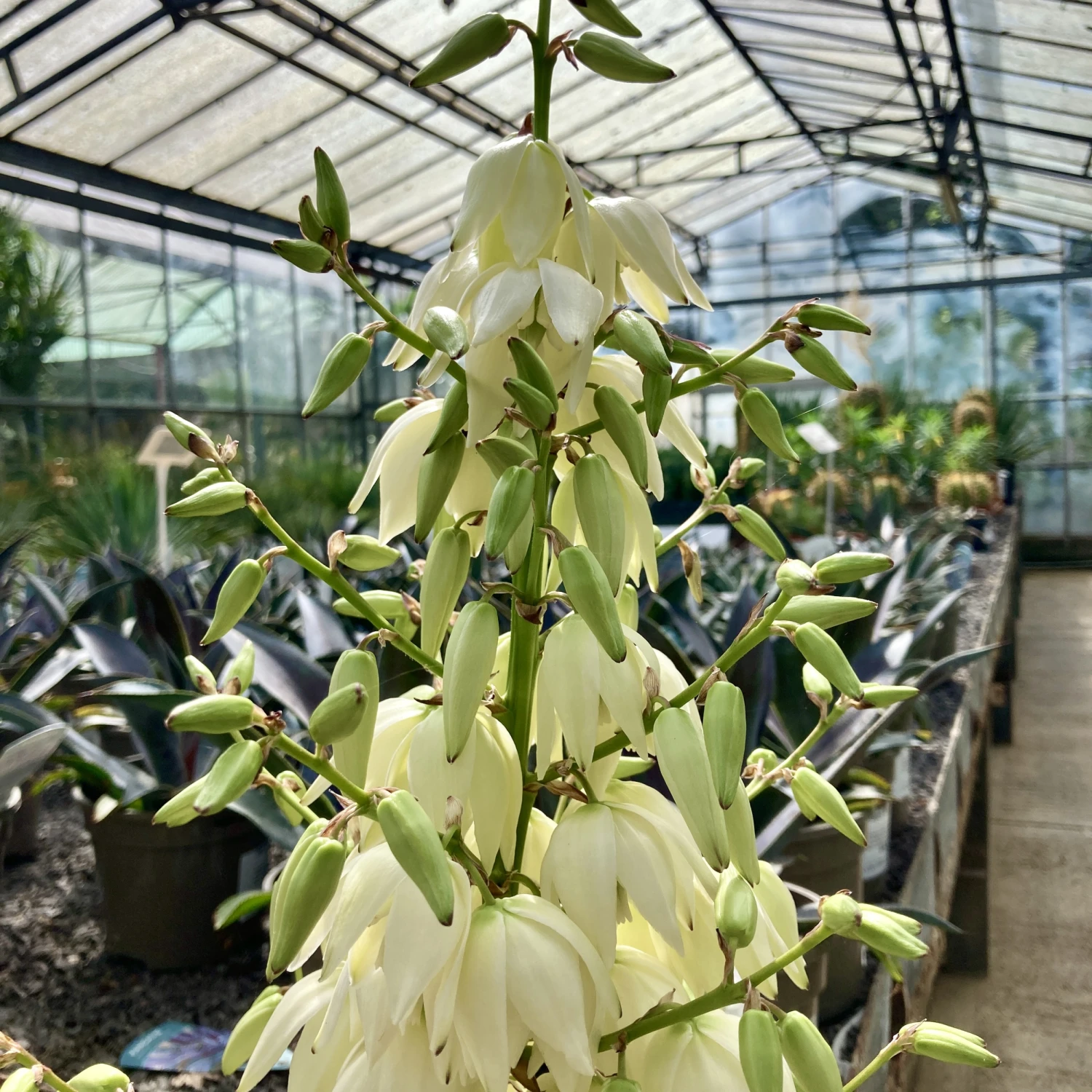 Yucca Gloriosa Hybrid - Image 2