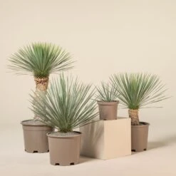 Yucca Rostrata